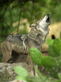 Mexico Grey Wolf Photographic Print by Jose Luis Magana