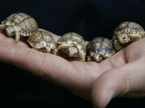APTOPIX Italy Libya Baby Tortoises Photographic Print by Pier Paolo Cito