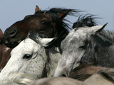 Mustangs Savior Photographic Print by Ann Heisenfelt