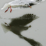 APTOPIX Serbia Montenegro Bird Flu Photographic Print by Darko Vojinovic