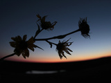 Travel Trip Tallgrass Prairie Photographic Print by Charlie Riedel