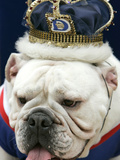 Bulldog Beauty Photographic Print by Charlie Neibergall