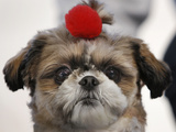 Japan Dog Fashion Show Photographic Print by Itsuo Inouye