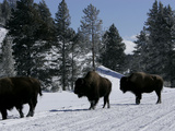 Norton Yellowstone Photographic Print by Laura Rauch