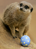 Britain Easter Meerkats Photographic Print by Matt Dunham