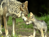 Mexico Grey Wolf Photographic Print by Jose Luis Magana