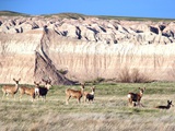 SD Deer Season Photographic Print by Chet Brokaw