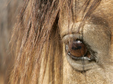 APTOPIX Mustangs Savior Photographie par Ann Heisenfelt