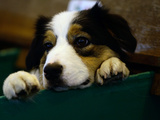 Britain Crufts Dog Show Photographic Print by Simon Dawson