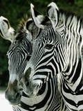 Zoo Conservation Photographic Print by James A. Finley
