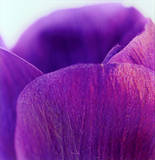 Violets I Print