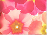 Spring Primful Stretched Canvas Print