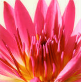 Dahlia II Poster