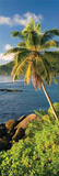 Beach - Palm Tree Posters
