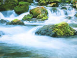 Forest Stream Stretched Canvas Print