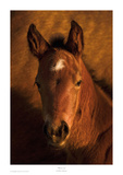 What's Up Prints by Robert Dawson