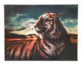 Tiger Limitierte Auflage von Nancy Glazier