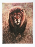Stalking Lion Limitierte Auflage von Nancy Glazier