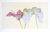 Botanical Limited Edition by Carol Ann Bolt
