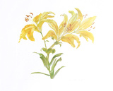 Tiger Lily Limited Edition by Carol Ann Bolt