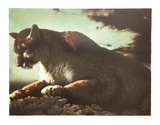 Cougar Limited Edition by Nancy Glazier