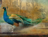 Feathered Dreams I Posters par Patricia Pinto