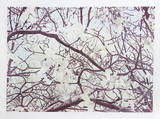 Magnolia IV Limited Edition by Jon D'Orazio