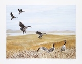 Wild Geese Limited Edition by Allen Friedman