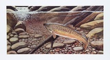 Big Brown Caught In The Open Limited Edition by Allen Friedman