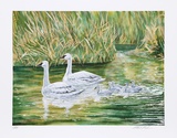 Swans Limited Edition by Allen Friedman