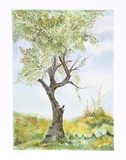 Cherry Tree in Norwood Glen Limited Edition by  Fioravanti