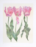 Iris Botanical Limited Edition by Carol Ann Bolt