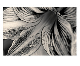 Amaryllis 1 Premium Giclee Print by Ella Lancaster
