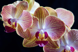 Amaryllis closeup Premium Giclee Print by Charles Bowman