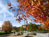 University of Cincinnati - Fall Scene Fotografisk tryk University of Cincinnati - Fall Scene Fotografisk tryk