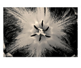 Tulip Premium Giclee Print by Ella Lancaster