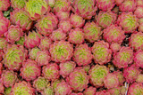Sempervivum Cantabricum Premium Giclee Print by Charles Bowman