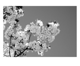 Blossom Premium Giclee Print by Ella Lancaster