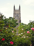 Duke University - Roses in Front of the Duke Chapel Photographic Print