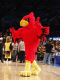 University of Louisville - Cardinal Bird Fotografisk tryk