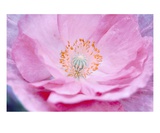 Poppy 7 Premium Giclee Print by Ella Lancaster