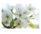 Blossom 14 Premium Giclee Print by Ella Lancaster