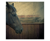 Portrait of a Horse Photographic Print by Lars Hallstrom