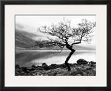 Solitary Tree on the Shore of Loch Etive, Highlands, Scotland, UK Framed Photographic Print by Nadia Isakova