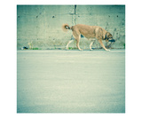 Stray Dog Walking Photographic Print by Lars Hallstrom