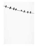 Birds on a Wire Photographic Print by Lars Hallstrom