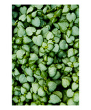 Green Leaves Photographic Print by Lars Hallstrom