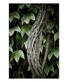 Ivy Photographic Print by Lars Hallstrom