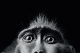 Tim Flach-Monkey Eyes Juliste Tim Flach-Monkey Eyes Juliste