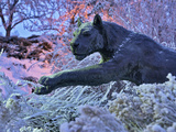 Washington State University - Cougar in the Snow Photographic Print